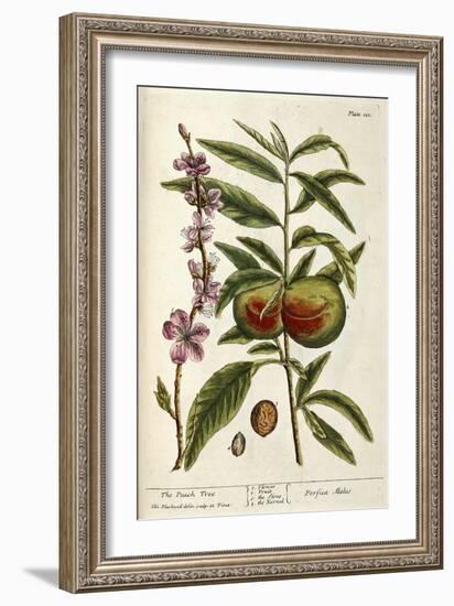 The Peach Tree-Elizabeth Blackwell-Framed Giclee Print