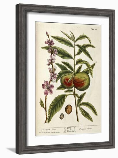 The Peach Tree-Elizabeth Blackwell-Framed Giclee Print