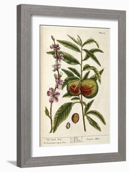 The Peach Tree-Elizabeth Blackwell-Framed Giclee Print