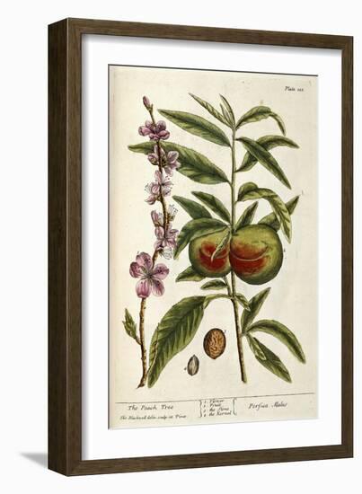 The Peach Tree-Elizabeth Blackwell-Framed Giclee Print