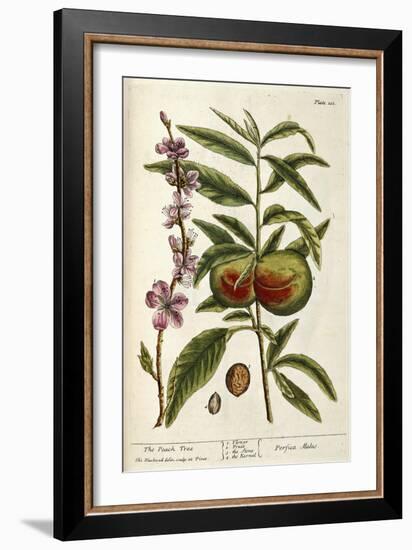 The Peach Tree-Elizabeth Blackwell-Framed Giclee Print