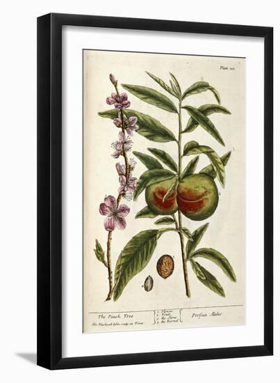 The Peach Tree-Elizabeth Blackwell-Framed Giclee Print