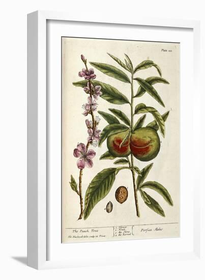 The Peach Tree-Elizabeth Blackwell-Framed Giclee Print