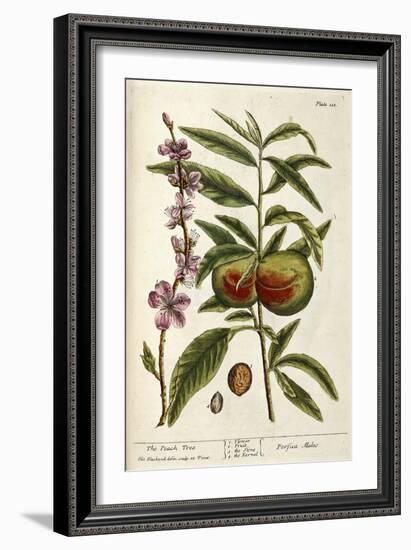 The Peach Tree-Elizabeth Blackwell-Framed Giclee Print