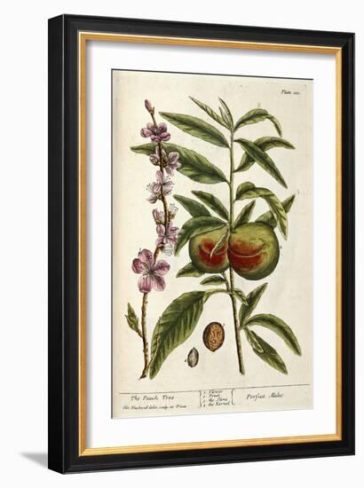 The Peach Tree-Elizabeth Blackwell-Framed Giclee Print