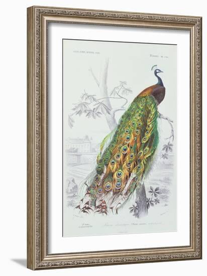 The Peacock, Illustration from 'Dictionnaire Universel d'Histoire Naturelle' by Charles d'Orbigny,-Edouard Travies-Framed Giclee Print