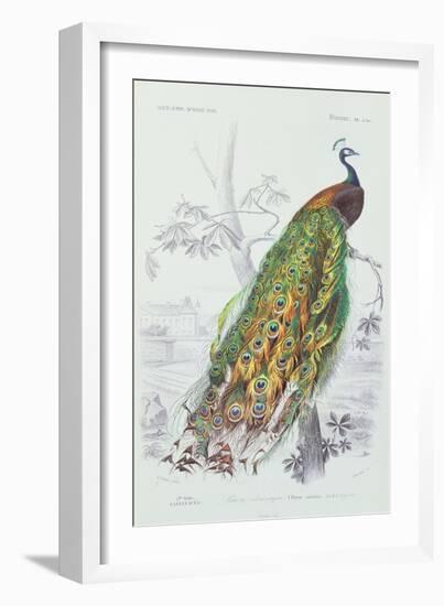 The Peacock, Illustration from 'Dictionnaire Universel d'Histoire Naturelle' by Charles d'Orbigny,-Edouard Travies-Framed Giclee Print