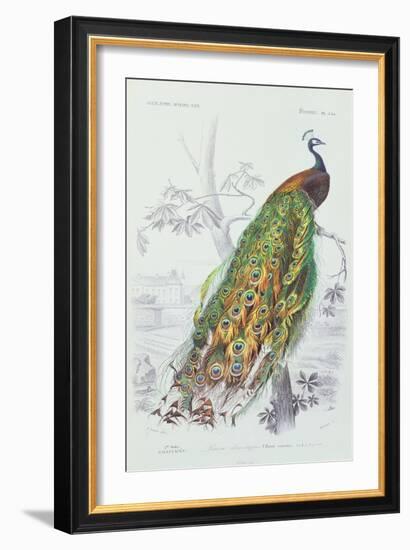 The Peacock, Illustration from 'Dictionnaire Universel d'Histoire Naturelle' by Charles d'Orbigny,-Edouard Travies-Framed Giclee Print