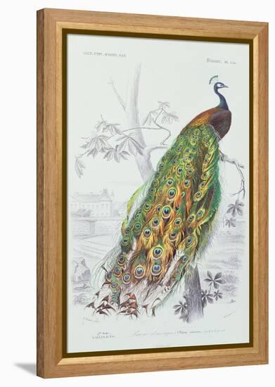 The Peacock, Illustration from 'Dictionnaire Universel d'Histoire Naturelle' by Charles d'Orbigny,-Edouard Travies-Framed Premier Image Canvas