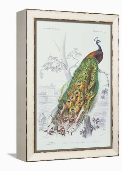 The Peacock, Illustration from 'Dictionnaire Universel d'Histoire Naturelle' by Charles d'Orbigny,-Edouard Travies-Framed Premier Image Canvas