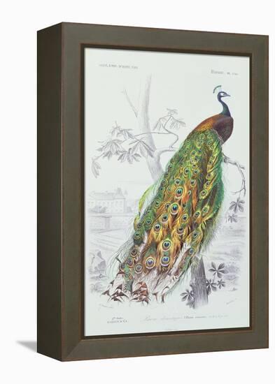 The Peacock, Illustration from 'Dictionnaire Universel d'Histoire Naturelle' by Charles d'Orbigny,-Edouard Travies-Framed Premier Image Canvas