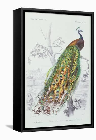 The Peacock, Illustration from 'Dictionnaire Universel d'Histoire Naturelle' by Charles d'Orbigny,-Edouard Travies-Framed Premier Image Canvas