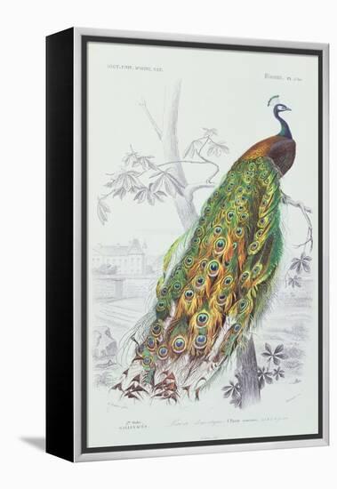 The Peacock, Illustration from 'Dictionnaire Universel d'Histoire Naturelle' by Charles d'Orbigny,-Edouard Travies-Framed Premier Image Canvas