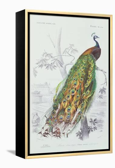 The Peacock, Illustration from 'Dictionnaire Universel d'Histoire Naturelle' by Charles d'Orbigny,-Edouard Travies-Framed Premier Image Canvas