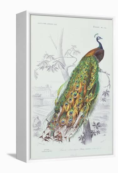 The Peacock, Illustration from 'Dictionnaire Universel d'Histoire Naturelle' by Charles d'Orbigny,-Edouard Travies-Framed Premier Image Canvas