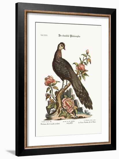 The Peacock Pheasant from China, 1749-73-George Edwards-Framed Giclee Print