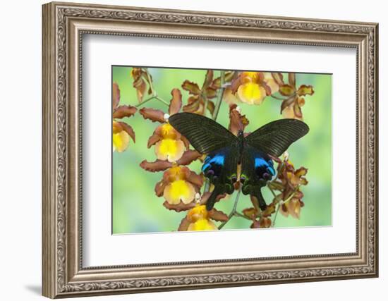 The Peacock Swallowtail Butterfly, Papilio Arcturus-Darrell Gulin-Framed Photographic Print