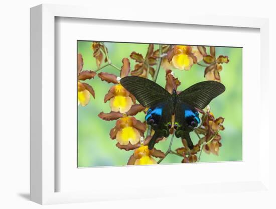 The Peacock Swallowtail Butterfly, Papilio Arcturus-Darrell Gulin-Framed Photographic Print