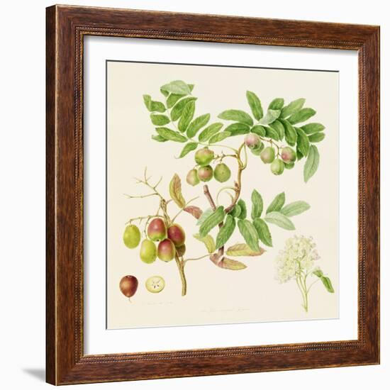 The Pear-Shaped Service Crab Apple, 1820-William Hooker-Framed Giclee Print