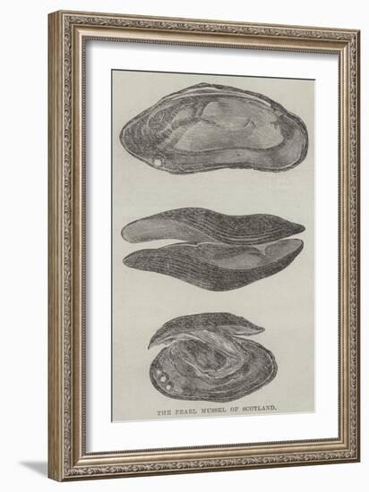 The Pearl Mussel of Scotland--Framed Giclee Print