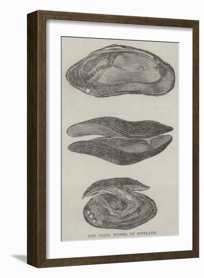 The Pearl Mussel of Scotland-null-Framed Giclee Print