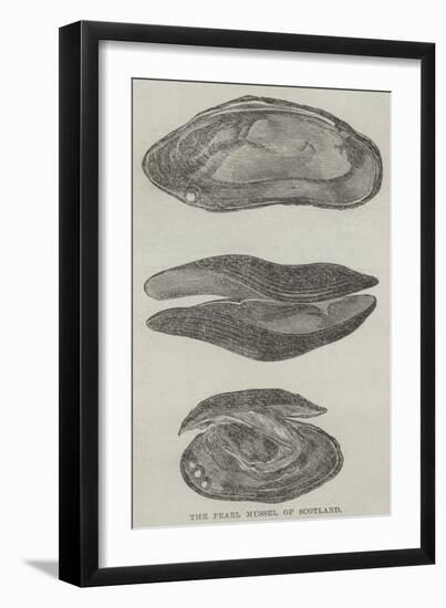 The Pearl Mussel of Scotland-null-Framed Giclee Print