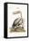 The Pelican, 1749-73-George Edwards-Framed Premier Image Canvas