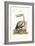 The Pelican, 1749-73-George Edwards-Framed Giclee Print