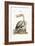 The Pelican, 1749-73-George Edwards-Framed Giclee Print