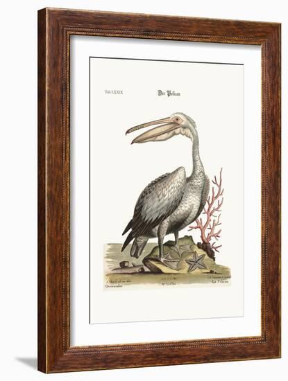 The Pelican, 1749-73-George Edwards-Framed Giclee Print