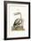 The Pelican, 1749-73-George Edwards-Framed Giclee Print