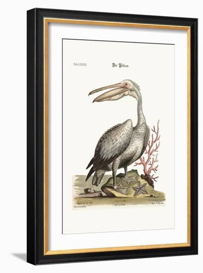 The Pelican, 1749-73-George Edwards-Framed Giclee Print