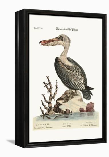 The Pelican of America, 1749-73-George Edwards-Framed Premier Image Canvas