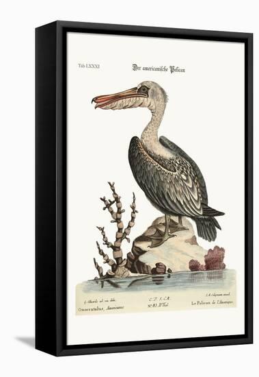 The Pelican of America, 1749-73-George Edwards-Framed Premier Image Canvas