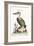 The Pelican of America, 1749-73-George Edwards-Framed Giclee Print