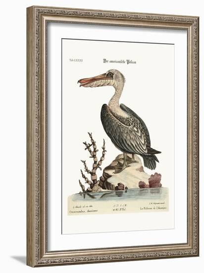 The Pelican of America, 1749-73-George Edwards-Framed Giclee Print