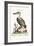 The Pelican of America, 1749-73-George Edwards-Framed Giclee Print