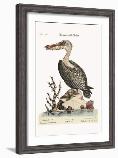 The Pelican of America, 1749-73-George Edwards-Framed Giclee Print