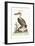 The Pelican of America, 1749-73-George Edwards-Framed Giclee Print