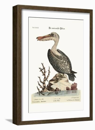 The Pelican of America, 1749-73-George Edwards-Framed Giclee Print