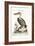 The Pelican of America, 1749-73-George Edwards-Framed Giclee Print