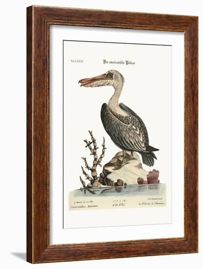 The Pelican of America, 1749-73-George Edwards-Framed Giclee Print