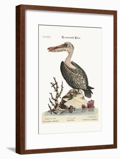 The Pelican of America, 1749-73-George Edwards-Framed Giclee Print