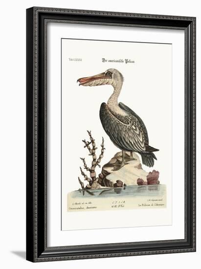 The Pelican of America, 1749-73-George Edwards-Framed Giclee Print