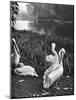 The Pelicans of St James's Park, London, 1926-1927-McLeish-Mounted Giclee Print