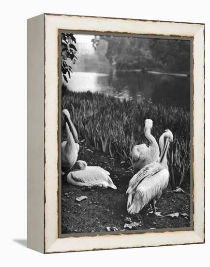 The Pelicans of St James's Park, London, 1926-1927-McLeish-Framed Premier Image Canvas