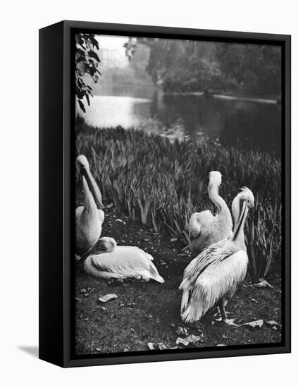 The Pelicans of St James's Park, London, 1926-1927-McLeish-Framed Premier Image Canvas