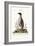 The Penguin, 1749-73-George Edwards-Framed Giclee Print