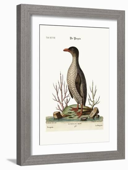 The Penguin, 1749-73-George Edwards-Framed Giclee Print