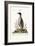 The Penguin, 1749-73-George Edwards-Framed Giclee Print